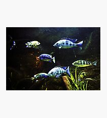 Fish Tank Photographic Print