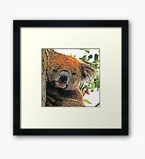Otways Koala Framed Print