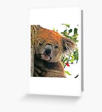 Otways Koala Greeting Card