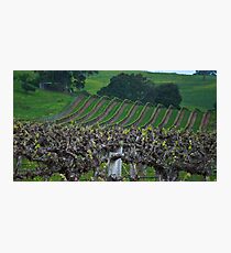 Barossa Vineyard Photographic Print