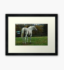 Holy Bull Framed Print