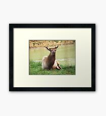 A Young Elk Bull Framed Print