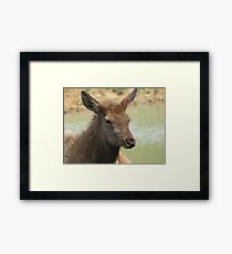 A Young Elk Bull 2 Framed Print