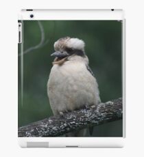 Laugh, kookaburra, laugh.... iPad-Hülle & Klebefolie