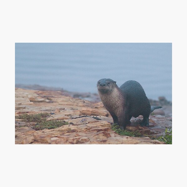Otter on a rocky shore Photographic Print