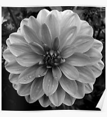 Black (and White) Dahlia Poster