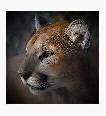 Cougar Photographic Print