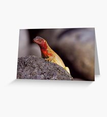 Lava Lizard Greeting Card