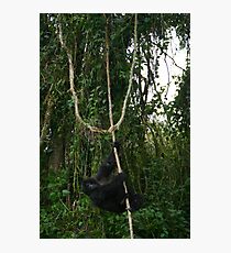 Hanging Around Photographic Print