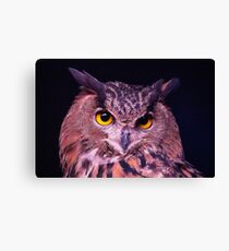 Eurasian Eagle Owl Canvas Print