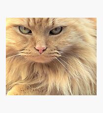I See Right Through You ~ Photographic Print