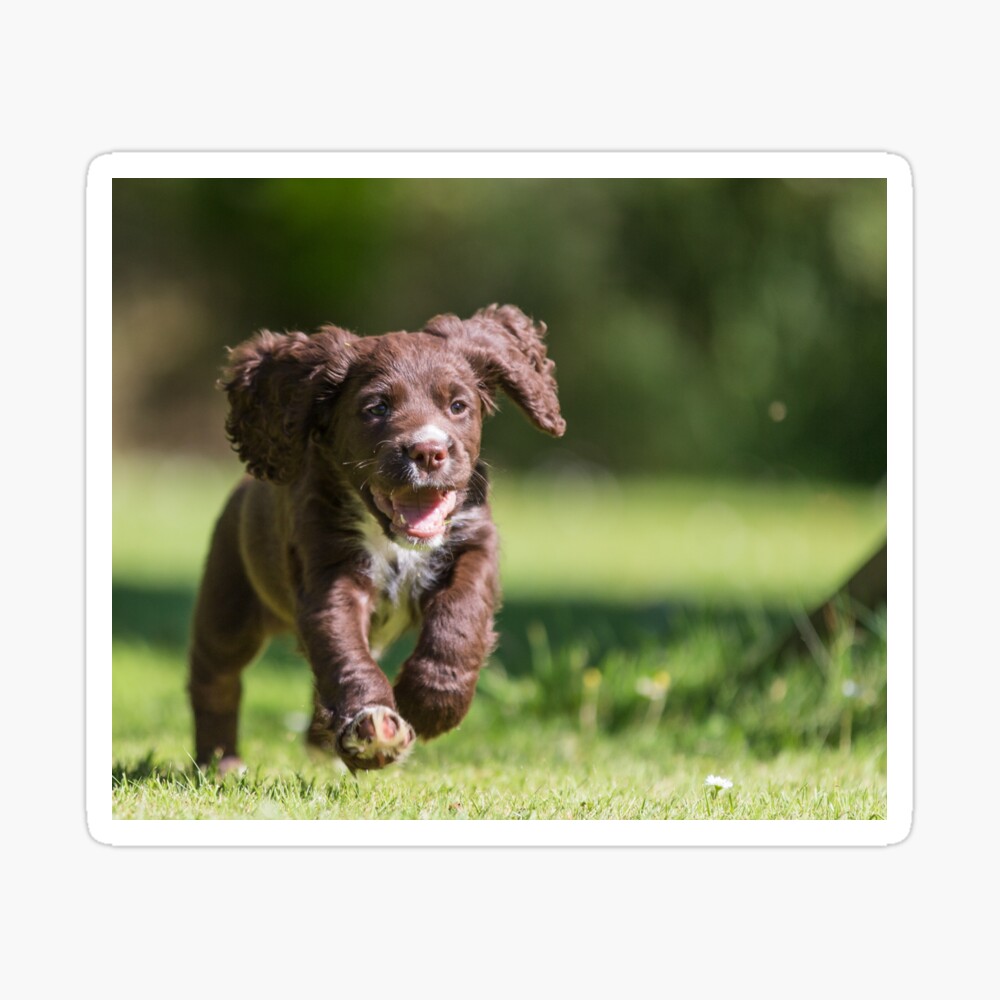 Puppy Running in the Sun Pegatina