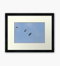 birds Framed Print