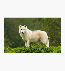 Arctic Wolf Photographic Print