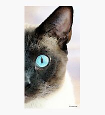 Siamese Cat Art - Half The Story Photographic Print