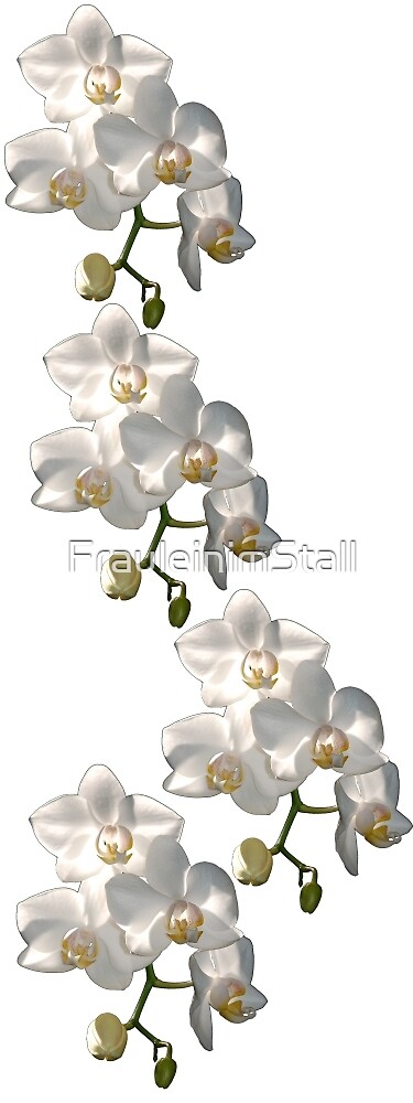 Orchid border by FrauleinimStall