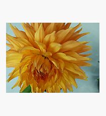 Dahlia #7 Photographic Print