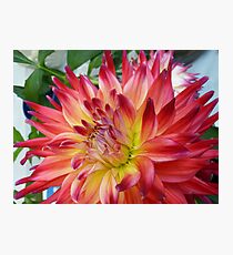 Dahlia #14 Photographic Print