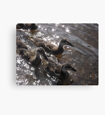 Squabble Canvas Print
