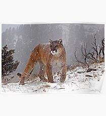 Cougar in heavy snow Poster