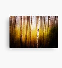 Magic Birch Canvas Print