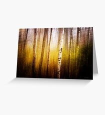 Magic Birch Greeting Card