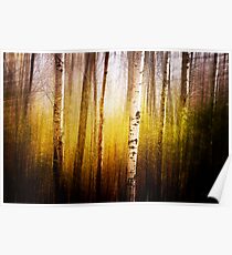 Magic Birch Poster