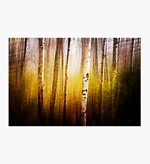 Magic Birch Photographic Print