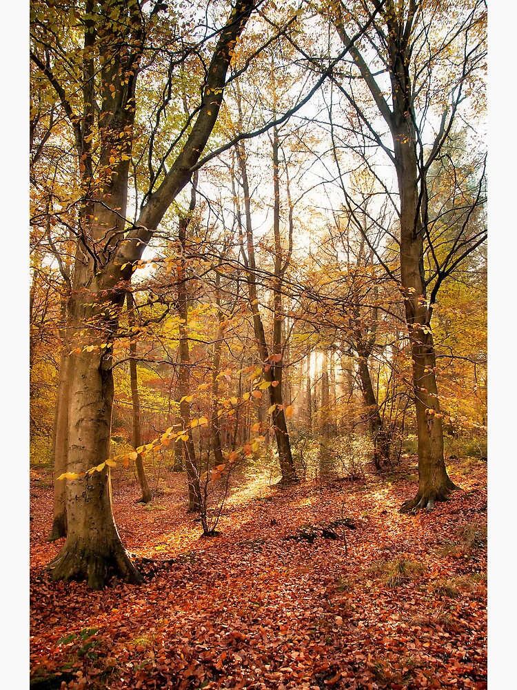 Trees by tontoshorse