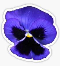 Pansy Sticker