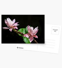 Cactus Flowers & Berry Leaves! Postcards