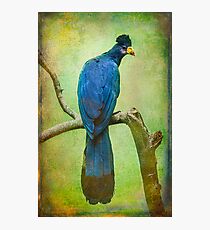 Finer Feather Friends- The Grand Tufted HuttonBird Photographic Print