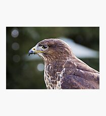 Buzzard Photographic Print