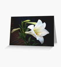White Lilly Greeting Card