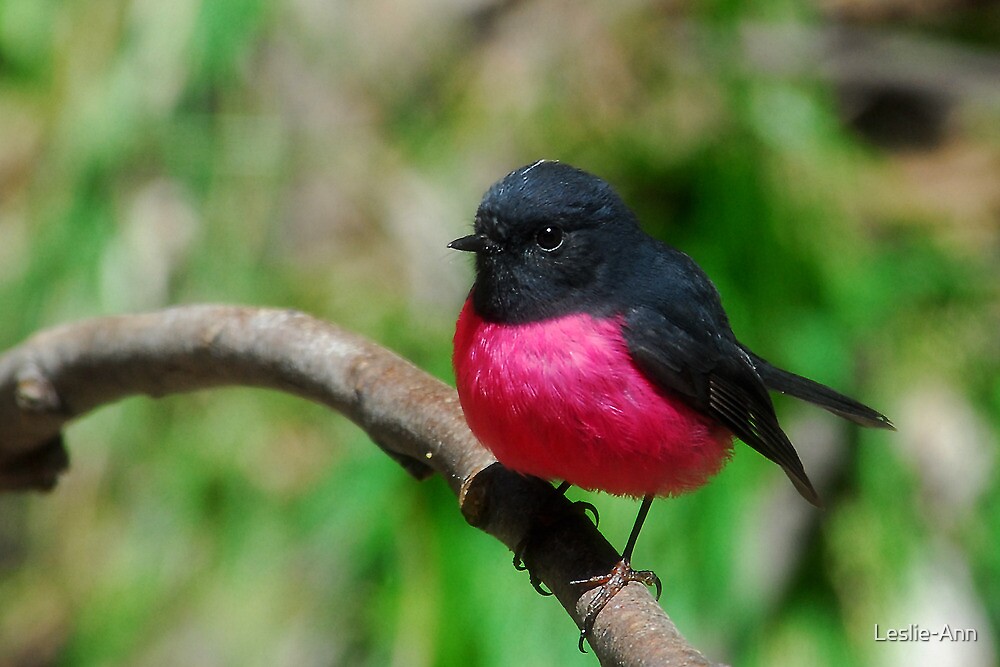 "Pink Robin" by Leslie-Ann  Redbubble