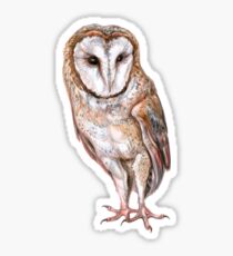 Barn owl drawing Sticker