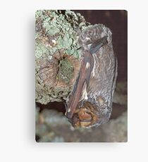 The art of camouflage Metal Print