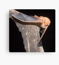 Red bat portrait Canvas Print
