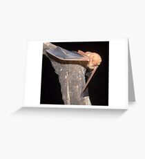 Red bat portrait Greeting Card