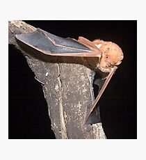 Red bat portrait Photographic Print