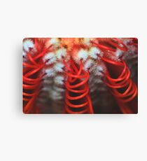Banksia coccinea Canvas Print