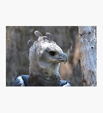 Harpy Photographic Print