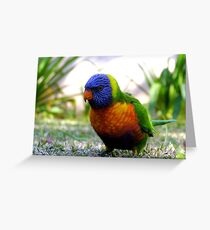 Little Lorikeet Greeting Card