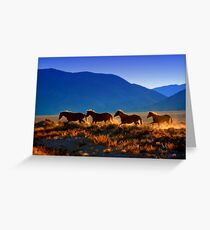 Mustang Trail Greeting Card