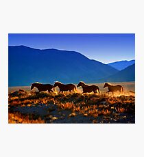 Mustang Trail Photographic Print