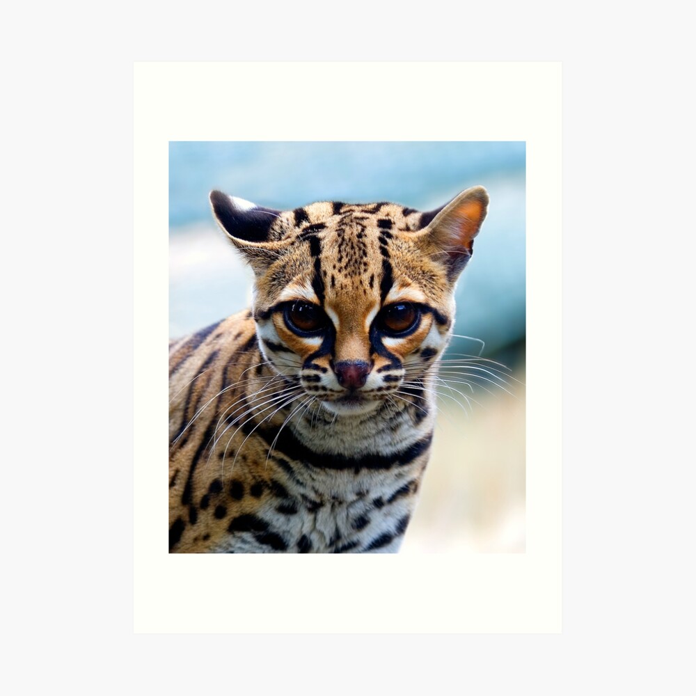Margay Art Print