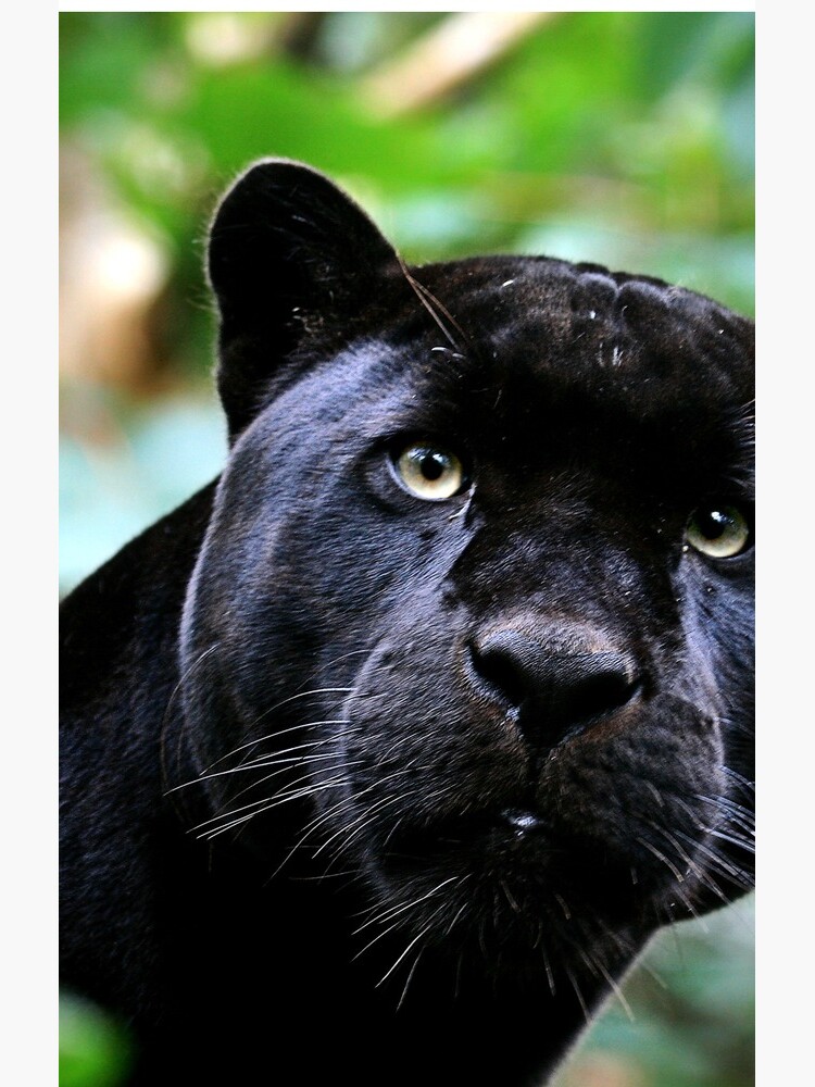 Black Jag by Sparky2000