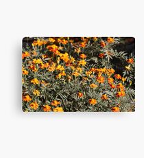 Tagetes Flowers Canvas Print