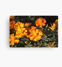 Tagetes Flowers Canvas Print