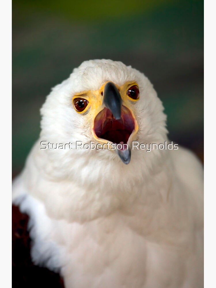 African Fish Eagle by Sparky2000